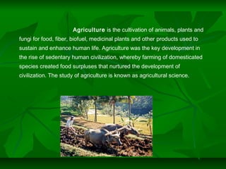 Agriculture is the cultivation of animals, plants and
fungi for food, fiber, biofuel, medicinal plants and other products used to
sustain and enhance human life. Agriculture was the key development in
the rise of sedentary human civilization, whereby farming of domesticated
species created food surpluses that nurtured the development of
civilization. The study of agriculture is known as agricultural science.
 