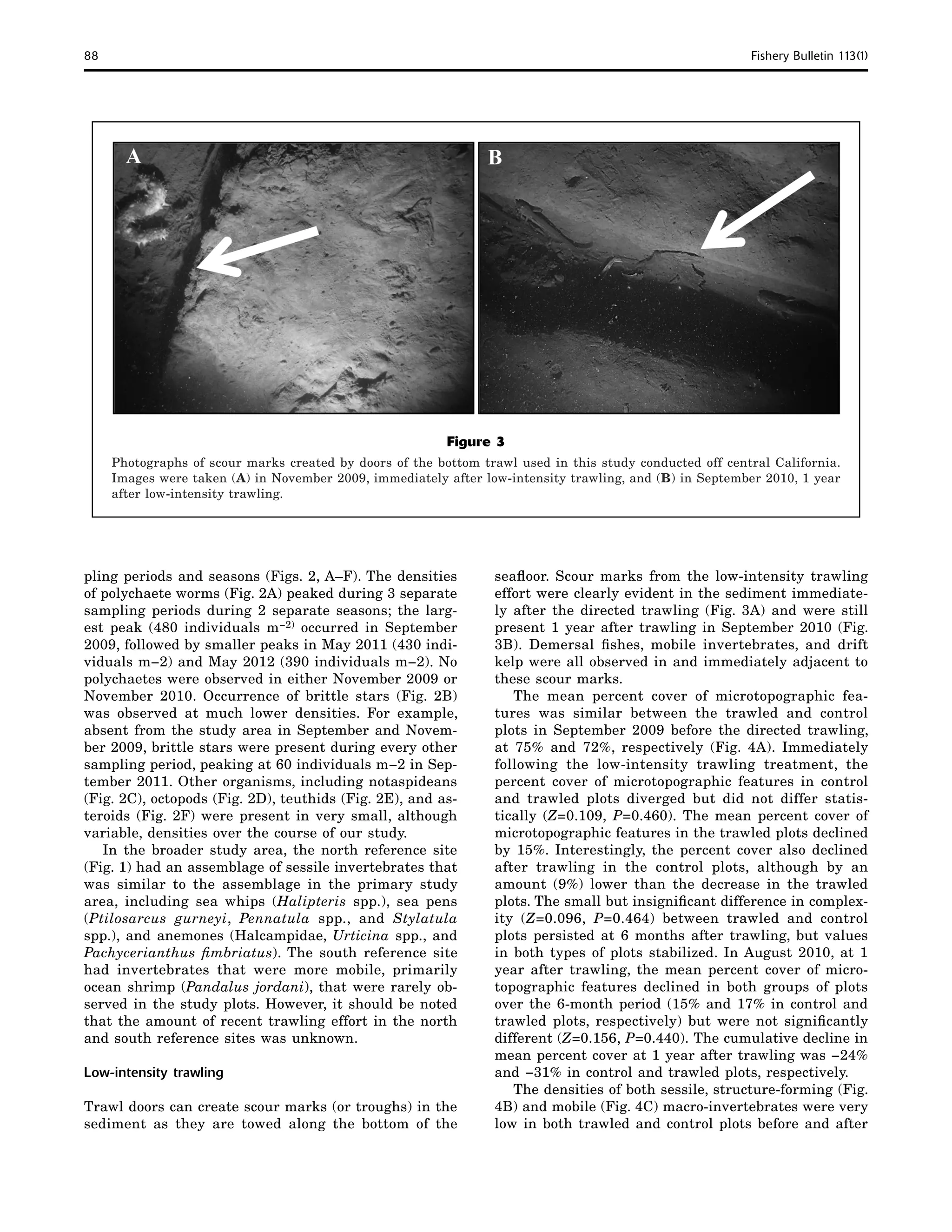 88	 Fishery Bulletin 113(1)
pling periods and seasons (Figs. 2, A–F). The densities
of polychaete worms (Fig. 2A) peaked during 3 separate
sampling periods during 2 separate seasons; the larg-
est peak (480 individuals m−2) occurred in September
2009, followed by smaller peaks in May 2011 (430 indi-
viduals m−2) and May 2012 (390 individuals m−2). No
polychaetes were observed in either November 2009 or
November 2010. Occurrence of brittle stars (Fig. 2B)
was observed at much lower densities. For example,
absent from the study area in September and Novem-
ber 2009, brittle stars were present during every other
sampling period, peaking at 60 individuals m−2 in Sep-
tember 2011. Other organisms, including notaspideans
(Fig. 2C), octopods (Fig. 2D), teuthids (Fig. 2E), and as-
teroids (Fig. 2F) were present in very small, although
variable, densities over the course of our study.
In the broader study area, the north reference site
(Fig. 1) had an assemblage of sessile invertebrates that
was similar to the assemblage in the primary study
area, including sea whips (Halipteris spp.), sea pens
(Ptilosarcus gurneyi, Pennatula spp., and Stylatula
spp.), and anemones (Halcampidae, Urticina spp., and
Pachycerianthus fimbriatus). The south reference site
had invertebrates that were more mobile, primarily
ocean shrimp (Pandalus jordani), that were rarely ob-
served in the study plots. However, it should be noted
that the amount of recent trawling effort in the north
and south reference sites was unknown.
Low-intensity trawling
Trawl doors can create scour marks (or troughs) in the
sediment as they are towed along the bottom of the
seafloor. Scour marks from the low-intensity trawling
effort were clearly evident in the sediment immediate-
ly after the directed trawling (Fig. 3A) and were still
present 1 year after trawling in September 2010 (Fig.
3B). Demersal fishes, mobile invertebrates, and drift
kelp were all observed in and immediately adjacent to
these scour marks.
The mean percent cover of microtopographic fea-
tures was similar between the trawled and control
plots in September 2009 before the directed trawling,
at 75% and 72%, respectively (Fig. 4A). Immediately
following the low-intensity trawling treatment, the
percent cover of microtopographic features in control
and trawled plots diverged but did not differ statis-
tically (Z=0.109, P=0.460). The mean percent cover of
microtopographic features in the trawled plots declined
by 15%. Interestingly, the percent cover also declined
after trawling in the control plots, although by an
amount (9%) lower than the decrease in the trawled
plots. The small but insignificant difference in complex-
ity (Z=0.096, P=0.464) between trawled and control
plots persisted at 6 months after trawling, but values
in both types of plots stabilized. In August 2010, at 1
year after trawling, the mean percent cover of micro-
topographic features declined in both groups of plots
over the 6-month period (15% and 17% in control and
trawled plots, respectively) but were not significantly
different (Z=0.156, P=0.440). The cumulative decline in
mean percent cover at 1 year after trawling was −24%
and −31% in control and trawled plots, respectively.
The densities of both sessile, structure-forming (Fig.
4B) and mobile (Fig. 4C) macro-invertebrates were very
low in both trawled and control plots before and after
Figure 3
Photographs of scour marks created by doors of the bottom trawl used in this study conducted off central California.
Images were taken (A) in November 2009, immediately after low-intensity trawling, and (B) in September 2010, 1 year
after low-intensity trawling.
 