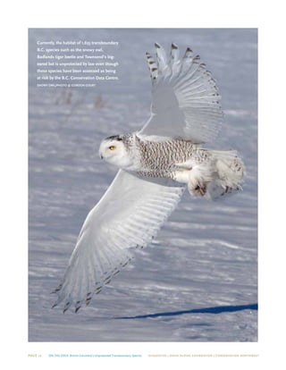 Page 12 On The Edge: British Columbia’s Unprotected Transboundary Species ECOJUSTICE | david suzuki foundation | Conservation Northwest
Currently, the habitat of 1,635 transboundary
B.C. species such as the snowy owl,
Badlands tiger beetle and Townsend’s big-
eared bat is unprotected by law even though
these species have been assessed as being
at risk by the B.C. Conservation Data Centre.
SNOWY OWL/photo © GORDON COURT
 