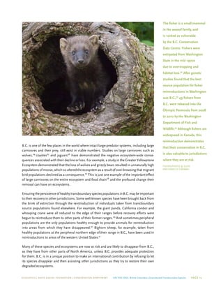 ECOJUSTICE | david suzuki foundation | Conservation Northwest On The Edge: British Columbia’s Unprotected Transboundary Species Page 15
B.C. is one of the few places in the world where intact large-predator systems, including large
carnivores and their prey, still exist in viable numbers. Studies on large carnivores such as
wolves,24
coyotes25
and jaguars26
have demonstrated the negative ecosystem-wide conse-
quences associated with their decline or loss. For example, a study in the Greater Yellowstone
Ecosystem demonstrated that the loss of wolves and grizzly bears resulted in unnaturally high
populations of moose, which so altered the ecosystem as a result of over-browsing that migrant
bird populations declined as a consequence.27
This is just one example of the important effect
of large carnivores on the entire ecosystem and food chain28
and the profound change their
removal can have on ecosystems.
Ensuring the persistence of healthy transboundary species populations in B.C. may be important
to their recovery in other jurisdictions. Some well-known species have been brought back from
the brink of extinction through the reintroduction of individuals taken from transboundary
source populations found elsewhere. For example, the giant panda, California condor and
whooping crane were all reduced to the edge of their ranges before recovery efforts were
begun to reintroduce them to other parts of their former ranges.29
And sometimes peripheral
populations are the only populations healthy enough to provide animals for reintroduction
into areas from which they have disappeared.30
Bighorn sheep, for example, taken from
healthy populations at the peripheral northern edge of their range in B.C., have been used in
reintroductions to areas of the western United States.31
Many of these species and ecosystems are now at risk and are likely to disappear from B.C.,
as they have from other parts of North America, unless B.C. provides adequate protection
for them. B.C. is in a unique position to make an international contribution by refusing to let
its species disappear and then assisting other jurisdictions as they try to restore their own
degraded ecosystems.
The fisher is a small mammal
in the weasel family, and
is ranked as vulnerable
by the B.C. Conservation
Data Centre. Fishers were
extirpated from Washington
State in the mid 1900s
due to over-trapping and
habitat loss.32
After genetic
studies found that the best
source population for fisher
reintroductions in Washington
was B.C.,33
49 fishers from
B.C. were released into the
Olympic Peninsula from 2008
to 2010 by the Washington
Department of Fish and
Wildlife.34
Although fishers are
widespread in Canada, this
reintroduction demonstrates
that their conservation in B.C.
is also valuable to jurisdictions
where they are at risk.
fisher/PHOTO © Glen
and Rebecca Grambo
 