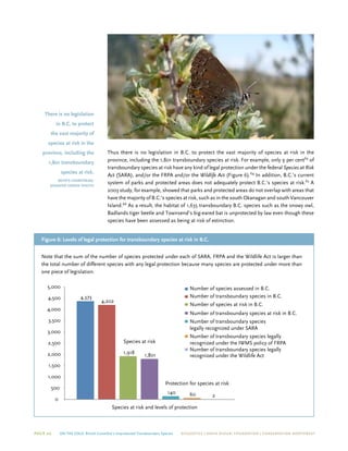 Page 20 On The Edge: British Columbia’s Unprotected Transboundary Species ECOJUSTICE | david suzuki foundation | Conservation Northwest
Thus there is no legislation in B.C. to protect the vast majority of species at risk in the
province, including the 1,801 transboundary species at risk. For example, only 9 per cent63
of
transboundary species at risk have any kind of legal protection under the federal Species at Risk
Act (SARA), and/or the FRPA and/or the Wildlife Act (Figure 6).64
In addition, B.C.’s current
system of parks and protected areas does not adequately protect B.C.’s species at risk.65
A
2003 study, for example, showed that parks and protected areas do not overlap with areas that
have the majority of B.C.’s species at risk, such as in the south Okanagan and south Vancouver
Island.66
As a result, the habitat of 1,635 transboundary B.C. species such as the snowy owl,
Badlands tiger beetle and Townsend’s big-eared bat is unprotected by law even though these
species have been assessed as being at risk of extinction.
Note that the sum of the number of species protected under each of SARA, FRPA and the Wildlife Act is larger than
the total number of different species with any legal protection because many species are protected under more than
one piece of legislation.
Figure 6: Levels of legal protection for transboundary species at risk in B.C.
Species at risk and levels of protection
4,373
4,202
1,918 1,801
140 60 2
0
500
1,000
1,500
2,000
2,500
3,000
3,500
4,000
4,500
5,000 Number of species assessed in B.C.
Number of transboundary species
legally recognized under SARA
Number of transboundary species legally
recognized under the IWMS policy of FRPA
Number of transboundary species legally
recognized under the Wildlife Act
Number of transboundary species in B.C.
Number of species at risk in B.C.
Number of transboundary species at risk in B.C.
There is no legislation
in B.C. to protect
the vast majority of
species at risk in the
province, including the
1,801 transboundary
species at risk.
Behr’s hairstreak/
Jennifer Heron photo
Species at risk
Protection for species at risk
 
