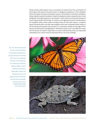 Page 22 On The Edge: British Columbia’s Unprotected Transboundary Species ECOJUSTICE | david suzuki foundation | Conservation Northwest
We do not know which species, if any, an ecosystem can stand to lose. Thus, prioritization of
which species will receive conservation action is a dangerous proposition; it risks unforeseen
losses of ecosystem function and ecosystem services. If prioritization is to be done nonetheless,
doing so based on political boundaries instead of ecological principles is especially risky. A more
biologically meaningful approach to prioritization could involve prioritizing with the goal of
maximizing ecosystem functionality. For instance, one might give priority to umbrella species
like woodland caribou whose needs encompass those of many other species, or keystone
species like grizzly bears and other apex predators which have a disproportionate impact on
the functioning of ecosystems they are part of, or ecosystems already near the edge of their
tolerance for disturbance and degradation. These factors will be much more difficult to assess
than the location of a species’ range relative to a clear jurisdictional boundary, but responsible
stewardship of our natural resources demands that we rise to this challenge.
B.C. has already witnessed
the loss of transboundary
and peripheral populations:
46 species that once existed
in B.C. are now extirpated
from B.C., but still persist
in an adjacent jurisdiction
(Alaska, Alberta, Yukon,
Northwest Territories,
Washington, Idaho and
Montana) such as the
pigmy short-horned lizard
and the Viceroy butterfly.
Viceroy butterfly/photo
© robert mccaw; pigmy
short-horned lizard/
photo © gary nafis
 