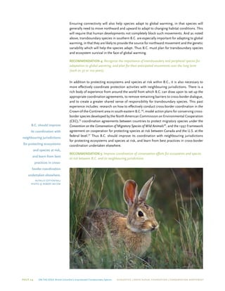 Page 24 On The Edge: British Columbia’s Unprotected Transboundary Species ECOJUSTICE | david suzuki foundation | Conservation Northwest
Ensuring connectivity will also help species adapt to global warming, in that species will
generally need to move northward and upward to adapt to changing habitat conditions. This
will require that human developments not completely block such movements. And as noted
above, transboundary species in southern B.C. are especially important for adapting to global
warming, in that they are likely to provide the source for northward movement and the genetic
variability which will help the species adapt. Thus B.C. must plan for transboundary species
and ecosystem survival in the face of global warming.
Recommendation 4: Recognize the importance of transboundary and peripheral species for
adaptation to global warming, and plan for their anticipated movements over the long term
(such as 50 or 100 years).
In addition to protecting ecosystems and species at risk within B.C., it is also necessary to
more effectively coordinate protection activities with neighbouring jurisdictions. There is a
rich body of experience from around the world from which B.C. can draw upon to set up the
appropriate coordination agreements, to remove remaining barriers to cross-border dialogue,
and to create a greater shared sense of responsibility for transboundary species. This past
experience includes: research on how to effectively conduct cross-border coordination in the
Crown-of-the-Continent area in south-eastern B.C.74
, model action plans for conserving cross-
border species developed by the North American Commission on Environmental Cooperation
(CEC),75
coordination agreements between countries to protect migratory species under the
Convention on the Conservation of Migratory Species of Wild Animals76
, and the 1997 Framework
agreement on cooperation for protecting species at risk between Canada and the U.S. at the
federal level.77
Thus B.C. should improve its coordination with neighbouring jurisdictions
for protecting ecosystems and species at risk, and learn from best practices in cross-border
coordination undertaken elsewhere.
Recommendation 5: Improve coordination of conservation efforts for ecosystems and species
at risk between B.C. and its neighbouring jurisdictions.
B.C. should improve
its coordination with
neighbouring jurisdictions
for protecting ecosystems
and species at risk,
and learn from best
practices in cross-
border coordination
undertaken elsewhere.
nutalls cottontail/
photo © robert mccaw
 