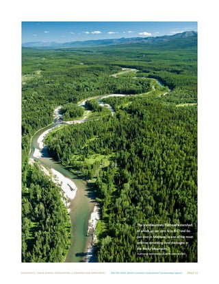 ECOJUSTICE | david suzuki foundation | Conservation Northwest On The Edge: British Columbia’s Unprotected Transboundary Species Page 27
The transboundary Flathead watershed,
of which 40 per cent is in B.C. and 60
per cent in Montana, is one of the most
pristine remaining river drainages in
the Rocky Mountains.
Flathead watershed/garth lenz PHOTO
 