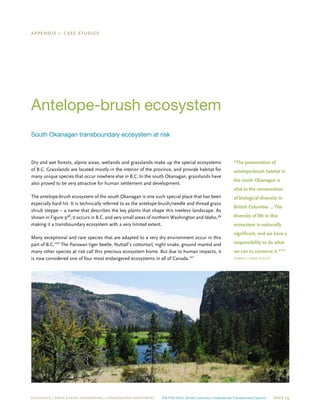 ECOJUSTICE | david suzuki foundation | Conservation Northwest On The Edge: British Columbia’s Unprotected Transboundary Species Page 29
Appendix 1: Case studies
Antelope-brush ecosystem
South Okanagan transboundary ecosystem at risk
Dry and wet forests, alpine areas, wetlands and grasslands make up the special ecosystems
of B.C. Grasslands are located mostly in the interior of the province, and provide habitat for
many unique species that occur nowhere else in B.C. In the south Okanagan, grasslands have
also proved to be very attractive for human settlement and development.
The antelope-brush ecosystem of the south Okanagan is one such special place that has been
especially hard hit. It is technically referred to as the antelope-brush/needle and thread grass
shrub steppe – a name that describes the key plants that shape this treeless landscape. As
shown in Figure 998
, it occurs in B.C. and very small areas of northern Washington and Idaho,99
making it a transboundary ecosystem with a very limited extent.
Many exceptional and rare species that are adapted to a very dry environment occur in this
part of B.C.100
The Parowan tiger beetle, Nuttall’s cottontail, night snake, ground mantid and
many other species at risk call this precious ecosystem home. But due to human impacts, it
is now considered one of four most endangered ecosystems in all of Canada.101
“The preservation of
antelope-brush habitat in
the south Okanagan is
vital to the conservation
of biological diversity in
British Columbia … The
diversity of life in this
ecosystem is nationally
significant, and we have a
responsibility to do what
we can to conserve it.”107
Debbie Clarke photo
 