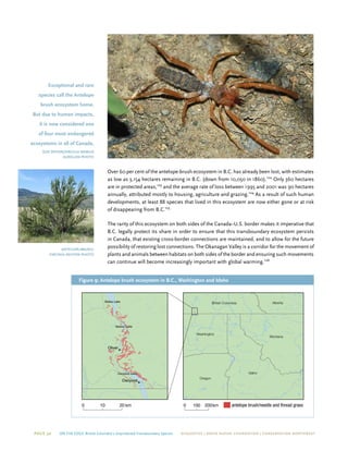 Page 30 On The Edge: British Columbia’s Unprotected Transboundary Species ECOJUSTICE | david suzuki foundation | Conservation Northwest
Over 60 per cent of the antelope-brush ecosystem in B.C. has already been lost, with estimates
as low as 3,154 hectares remaining in B.C. (down from 10,050 in 1860).102  
Only 360 hectares
are in protected areas,103
and the average rate of loss between 1995 and 2001 was 90 hectares
annually, attributed mostly to housing, agriculture and grazing.104
As a result of such human
developments, at least 88 species that lived in this ecosystem are now either gone or at risk
of disappearing from B.C.105
The rarity of this ecosystem on both sides of the Canada–U.S. border makes it imperative that
B.C. legally protect its share in order to ensure that this transboundary ecosystem persists
in Canada, that existing cross-border connections are maintained, and to allow for the future
possibility of restoring lost connections. The Okanagan Valley is a corridor for the movement of
plants and animals between habitats on both sides of the border and ensuring such movements
can continue will become increasingly important with global warming.106
Figure 9: Antelope brush ecosystem in B.C., Washington and Idaho
AlbertaBritish Columbia
Washington
Montana
Idaho
Oregon
0 200100 km antelope brush/needle and thread grass
!(
!(
Osoyoos Lake
Skaha Lake
Vaseux Lake
Oliver
Osoyoos
0 2010 km
Exceptional and rare
species call the Antelope
brush ecosystem home.
But due to human impacts,
it is now considered one
of four most endangered
ecosystems in all of Canada.
sun spider/Virgiliu marius
Aurelian photo
antelope-brush/
virginia skilton photo
 