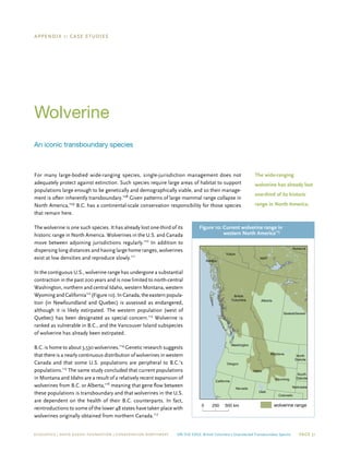 ECOJUSTICE | david suzuki foundation | Conservation Northwest On The Edge: British Columbia’s Unprotected Transboundary Species Page 31
Appendix 1: Case studies
Wolverine
An iconic transboundary species
For many large-bodied wide-ranging species, single-jurisdiction management does not
adequately protect against extinction. Such species require large areas of habitat to support
populations large enough to be genetically and demographically viable, and so their manage-
ment is often inherently transboundary.108
Given patterns of large mammal range collapse in
North America,109
B.C. has a continental-scale conservation responsibility for those species
that remain here.
The wolverine is one such species. It has already lost one-third of its
historic range in North America. Wolverines in the U.S. and Canada
move between adjoining jurisdictions regularly.110
In addition to
dispersing long distances and having large home ranges, wolverines
exist at low densities and reproduce slowly.111
In the contiguous U.S., wolverine range has undergone a substantial
contraction in the past 200 years and is now limited to north-central
Washington, northern and central Idaho, western Montana, western
Wyoming and California112
(Figure 10). In Canada, the eastern popula-
tion (in Newfoundland and Quebec) is assessed as endangered,
although it is likely extirpated. The western population (west of
Quebec) has been designated as special concern.113
Wolverine is
ranked as vulnerable in B.C., and the Vancouver Island subspecies
of wolverine has already been extirpated.
B.C. is home to about 3,530 wolverines.114
Genetic research suggests
that there is a nearly continuous distribution of wolverines in western
Canada and that some U.S. populations are peripheral to B.C.’s
populations.115
The same study concluded that current populations
in Montana and Idaho are a result of a relatively recent expansion of
wolverines from B.C. or Alberta,116
meaning that gene flow between
these populations is transboundary and that wolverines in the U.S.
are dependent on the health of their B.C. counterparts. In fact,
reintroductions to some of the lower 48 states have taken place with
wolverines originally obtained from northern Canada.117
The wide-ranging
wolverine has already lost
one-third of its historic
range in North America.
Figure 10: Current wolverine range in
western North America115
Washington
Montana
North
Dakota
South
DakotaWyoming
Idaho
Oregon
NebraskaNevada
Utah
California
Colorado
Alaska
Saskatchewan
Alberta
British
Columbia
Yukon
NWT
Nunavut
0 250 500 km wolverine range
 