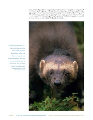 Page 32 On The Edge: British Columbia’s Unprotected Transboundary Species ECOJUSTICE | david suzuki foundation | Conservation Northwest
Since peripheral populations are generally smaller and more susceptible to extirpation,118
conservation efforts in B.C. that protect the wolverine will benefit peripheral populations in the
U.S. that have experienced historical declines, and help prevent the elimination of wolverines
from yet more of their historical range.119
Legal protection of this fascinating species is essential
for its persistence on both sides of the Canada–U.S. border.
Conservation efforts in B.C.
that protect the wolverine
will benefit peripheral
populations in the U.S.
that have experienced
historical declines, and help
prevent the elimination of
wolverines from yet more
of their historical range.
wolverine/photo © glen
and rebecca grambo
 