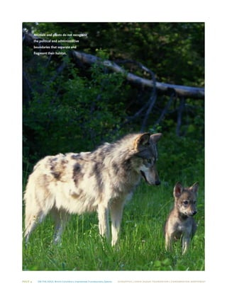 Page 4 On The Edge: British Columbia’s Unprotected Transboundary Species ECOJUSTICE | david suzuki foundation | Conservation Northwest
Animals and plants do not recognize
the political and administrative
boundaries that separate and
fragment their habitat.
 
