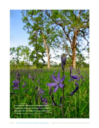 Page 6 On The Edge: British Columbia’s Unprotected Transboundary Species ECOJUSTICE | david suzuki foundation | Conservation Northwest
A transboundary ecosystem is an assemblage of plants,
animals, other organisms, non-living elements, and their
interactions with one another, that occurs on both sides
of a border. garry oak meadow/Photo © tim ennis
 