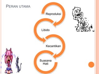 PERAN UTAMA
Reproduksi
Libido
Kecantikan
Suasana
Hati
 