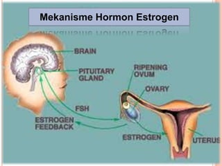 Mekanisme Hormon Estrogen
 