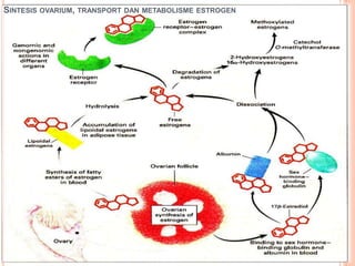 SINTESIS OVARIUM, TRANSPORT DAN METABOLISME ESTROGEN
 
