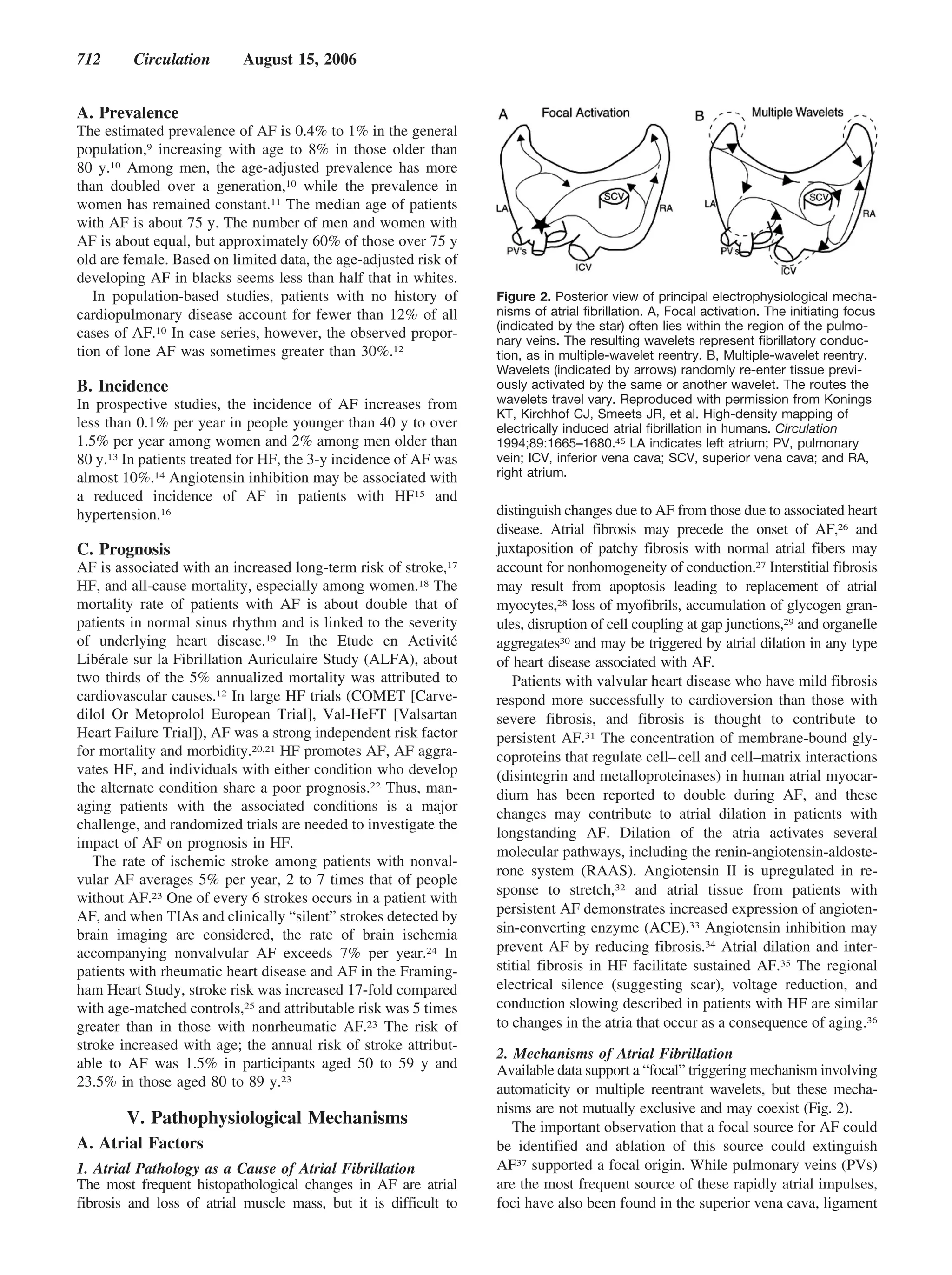 712      Circulation       August 15, 2006


A. Prevalence
The estimated prevalence of AF is 0.4% to 1% in the general
population,9 increasing with age to 8% in those older than
80 y.10 Among men, the age-adjusted prevalence has more
than doubled over a generation,10 while the prevalence in
women has remained constant.11 The median age of patients
with AF is about 75 y. The number of men and women with
AF is about equal, but approximately 60% of those over 75 y
old are female. Based on limited data, the age-adjusted risk of
developing AF in blacks seems less than half that in whites.
   In population-based studies, patients with no history of       Figure 2. Posterior view of principal electrophysiological mecha-
cardiopulmonary disease account for fewer than 12% of all         nisms of atrial ﬁbrillation. A, Focal activation. The initiating focus
                                                                  (indicated by the star) often lies within the region of the pulmo-
cases of AF.10 In case series, however, the observed propor-      nary veins. The resulting wavelets represent ﬁbrillatory conduc-
tion of lone AF was sometimes greater than 30%.12                 tion, as in multiple-wavelet reentry. B, Multiple-wavelet reentry.
                                                                  Wavelets (indicated by arrows) randomly re-enter tissue previ-
B. Incidence                                                      ously activated by the same or another wavelet. The routes the
In prospective studies, the incidence of AF increases from        wavelets travel vary. Reproduced with permission from Konings
                                                                  KT, Kirchhof CJ, Smeets JR, et al. High-density mapping of
less than 0.1% per year in people younger than 40 y to over       electrically induced atrial ﬁbrillation in humans. Circulation
1.5% per year among women and 2% among men older than             1994;89:1665–1680.45 LA indicates left atrium; PV, pulmonary
80 y.13 In patients treated for HF, the 3-y incidence of AF was   vein; ICV, inferior vena cava; SCV, superior vena cava; and RA,
almost 10%.14 Angiotensin inhibition may be associated with       right atrium.
a reduced incidence of AF in patients with HF15 and
hypertension.16                                                   distinguish changes due to AF from those due to associated heart
                                                                  disease. Atrial fibrosis may precede the onset of AF,26 and
C. Prognosis                                                      juxtaposition of patchy fibrosis with normal atrial fibers may
AF is associated with an increased long-term risk of stroke,17    account for nonhomogeneity of conduction.27 Interstitial fibrosis
HF, and all-cause mortality, especially among women.18 The        may result from apoptosis leading to replacement of atrial
mortality rate of patients with AF is about double that of        myocytes,28 loss of myofibrils, accumulation of glycogen gran-
patients in normal sinus rhythm and is linked to the severity     ules, disruption of cell coupling at gap junctions,29 and organelle
of underlying heart disease.19 In the Etude en Activité           aggregates30 and may be triggered by atrial dilation in any type
Libérale sur la Fibrillation Auriculaire Study (ALFA), about      of heart disease associated with AF.
two thirds of the 5% annualized mortality was attributed to          Patients with valvular heart disease who have mild fibrosis
cardiovascular causes.12 In large HF trials (COMET [Carve-        respond more successfully to cardioversion than those with
dilol Or Metoprolol European Trial], Val-HeFT [Valsartan          severe fibrosis, and fibrosis is thought to contribute to
Heart Failure Trial]), AF was a strong independent risk factor    persistent AF.31 The concentration of membrane-bound gly-
for mortality and morbidity.20,21 HF promotes AF, AF aggra-       coproteins that regulate cell– cell and cell–matrix interactions
vates HF, and individuals with either condition who develop       (disintegrin and metalloproteinases) in human atrial myocar-
the alternate condition share a poor prognosis.22 Thus, man-      dium has been reported to double during AF, and these
aging patients with the associated conditions is a major
                                                                  changes may contribute to atrial dilation in patients with
challenge, and randomized trials are needed to investigate the
                                                                  longstanding AF. Dilation of the atria activates several
impact of AF on prognosis in HF.
                                                                  molecular pathways, including the renin-angiotensin-aldoste-
   The rate of ischemic stroke among patients with nonval-
                                                                  rone system (RAAS). Angiotensin II is upregulated in re-
vular AF averages 5% per year, 2 to 7 times that of people
                                                                  sponse to stretch,32 and atrial tissue from patients with
without AF.23 One of every 6 strokes occurs in a patient with
AF, and when TIAs and clinically “silent” strokes detected by     persistent AF demonstrates increased expression of angioten-
brain imaging are considered, the rate of brain ischemia          sin-converting enzyme (ACE).33 Angiotensin inhibition may
accompanying nonvalvular AF exceeds 7% per year.24 In             prevent AF by reducing fibrosis.34 Atrial dilation and inter-
patients with rheumatic heart disease and AF in the Framing-      stitial fibrosis in HF facilitate sustained AF.35 The regional
ham Heart Study, stroke risk was increased 17-fold compared       electrical silence (suggesting scar), voltage reduction, and
with age-matched controls,25 and attributable risk was 5 times    conduction slowing described in patients with HF are similar
greater than in those with nonrheumatic AF.23 The risk of         to changes in the atria that occur as a consequence of aging.36
stroke increased with age; the annual risk of stroke attribut-
                                                                  2. Mechanisms of Atrial Fibrillation
able to AF was 1.5% in participants aged 50 to 59 y and           Available data support a “focal” triggering mechanism involving
23.5% in those aged 80 to 89 y.23                                 automaticity or multiple reentrant wavelets, but these mecha-
                                                                  nisms are not mutually exclusive and may coexist (Fig. 2).
        V. Pathophysiological Mechanisms                             The important observation that a focal source for AF could
A. Atrial Factors                                                 be identified and ablation of this source could extinguish
1. Atrial Pathology as a Cause of Atrial Fibrillation             AF37 supported a focal origin. While pulmonary veins (PVs)
The most frequent histopathological changes in AF are atrial      are the most frequent source of these rapidly atrial impulses,
fibrosis and loss of atrial muscle mass, but it is difficult to   foci have also been found in the superior vena cava, ligament
 