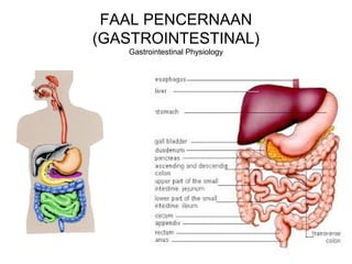 FAAL PENCERNAAN
(GASTROINTESTINAL)
Gastrointestinal Physiology
 