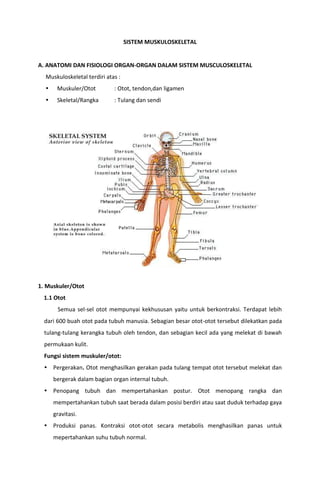 SISTEM MUSKULOSKELETAL
A. ANATOMI DAN FISIOLOGI ORGAN-ORGAN DALAM SISTEM MUSCULOSKELETAL
Muskuloskeletal terdiri atas :
 Muskuler/Otot : Otot, tendon,dan ligamen
 Skeletal/Rangka : Tulang dan sendi
1. Muskuler/Otot
1.1 Otot
Semua sel-sel otot mempunyai kekhususan yaitu untuk berkontraksi. Terdapat lebih
dari 600 buah otot pada tubuh manusia. Sebagian besar otot-otot tersebut dilekatkan pada
tulang-tulang kerangka tubuh oleh tendon, dan sebagian kecil ada yang melekat di bawah
permukaan kulit.
Fungsi sistem muskuler/otot:
 Pergerakan. Otot menghasilkan gerakan pada tulang tempat otot tersebut melekat dan
bergerak dalam bagian organ internal tubuh.
 Penopang tubuh dan mempertahankan postur. Otot menopang rangka dan
mempertahankan tubuh saat berada dalam posisi berdiri atau saat duduk terhadap gaya
gravitasi.
 Produksi panas. Kontraksi otot-otot secara metabolis menghasilkan panas untuk
mepertahankan suhu tubuh normal.
 