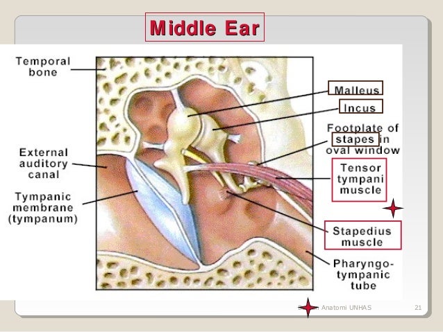penghirup dan pengecap