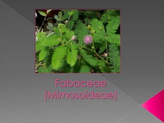 Fabaceae(Mimosoideae) 