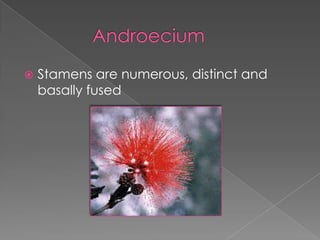 GynoeciumUnicarpellousSuperior ovary1 (rarely 2 or more) carpel1 loculeStyle and stigma are solitaryMarginal placentationOvules are anatropous, bitegmicNectaries often present 