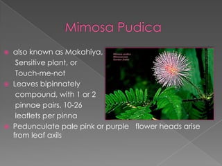 AndroeciumStamens are numerous, distinct and basally fused