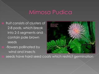 Mimosa Pudicaalso known as Makahiya, Sensitive plant, or Touch-me-notLeaves bipinnately compound, with 1 or 2 pinnaepairs, 10-26  leaflets per pinnaPedunculatepale pink or purple 	flower heads arise from leaf axils