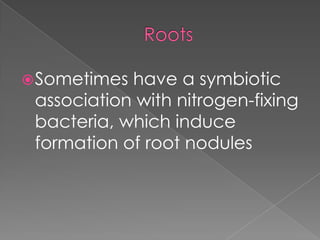 RootsSometimes have a symbiotic association with nitrogen-fixing bacteria, which induce formation of root nodules