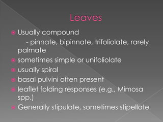 LeavesUsually compound		- pinnate, bipinnate, trifoliolate, rarely palmatesometimes simple or unifoliolateusually spiral basal pulvini often presentleaflet folding responses (e.g., Mimosa spp.)Generally stipulate, sometimes stipellate