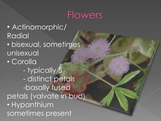 FlowersActinomorphic/ Radial
