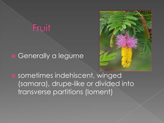 Corolla	- typically 5- distinct petals-basally fused petals (valvate in bud)Hypanthium sometimes presentInflorescenceVariable, typically bracteate