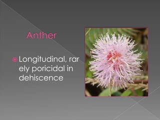 FruitGenerally a legumesometimes indehiscent, winged (samara), drupe-like or divided into transverse partitions (loment)