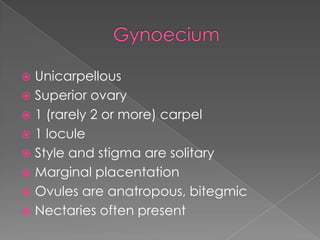 AntherLongitudinal, rarely poricidal in dehiscence