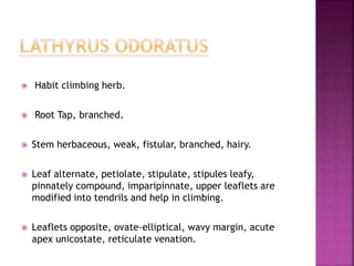  Habit climbing herb.
 Root Tap, branched.
 Stem herbaceous, weak, fistular, branched, hairy.
 Leaf alternate, petiolate, stipulate, stipules leafy,
pinnately compound, imparipinnate, upper leaflets are
modified into tendrils and help in climbing.
 Leaflets opposite, ovate-elliptical, wavy margin, acute
apex unicostate, reticulate venation.
 