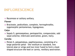  Racemose or solitary axillary.
Flower
 Bracteate, pedicellate, complete, hermaphrodite,
zygomorphic pentamerous, hypogynous.
Calyx
 Sepals 5, gamosepalous, pentapartite, companulate, odd
sepal anterior, imbricate aestivation, green, hairy.
Corolla
 Petals 5, polypetalous, papilionaceous, consisting of a
large posterior petal – the vexillum or standard, two
lateral-alae or wings and two inner fused to form a boat
shaped structure the keel or carnia, vexillary aestivation.
 