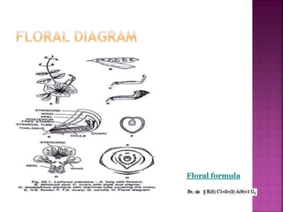 Floral formula
 