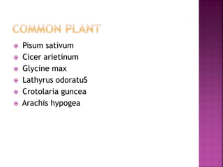  Pisum sativum
 Cicer arietinum
 Glycine max
 Lathyrus odoratuS
 Crotolaria guncea
 Arachis hypogea
 