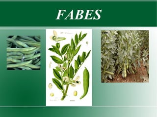 FABES
 
