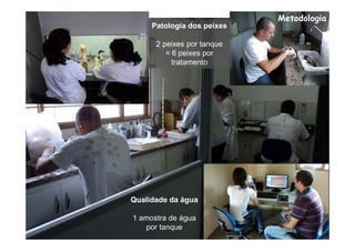 Metodologia
     Patologia dos peixes

      2 peixes por tanque
         = 6 peixes por
           tratamento




Qualidade da água

1 amostra de água
   por tanque
 