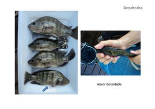 Resultados




maior densidade
 