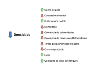 Ganho de peso

            Conversão alimentar

            Uniformidade do lote

            Mortalidade

            Ocorrência de enfermidades
Densidade
            Ocorrência de peixes com Deformidades

            Tempo para atingir peso de abate

            Custo de produção

            Lucro

            Qualidade da água dos tanques
 