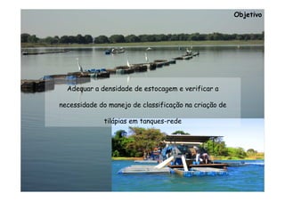 Objetivo




  Adequar a densidade de estocagem e verificar a

necessidade do manejo de classificação na criação de

             tilápias em tanques-rede
 