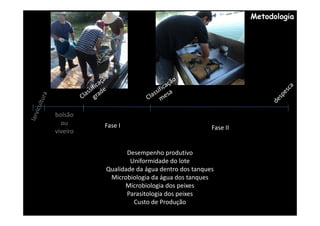 Metodologia




bolsão
  ou      Fase I                             Fase II
viveiro


                 Desempenho produtivo
                  Uniformidade do lote
          Qualidade da água dentro dos tanques
           Microbiologia da água dos tanques
                Microbiologia dos peixes
                 Parasitologia dos peixes
                   Custo de Produção
 