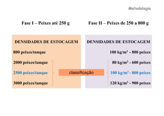 Metodologia


    Fase I – Peixes até 250 g         Fase II – Peixes de 250 a 800 g


DENSIDADES DE ESTOCAGEM              DENSIDADES DE ESTOCAGEM

800 peixes/tanque                                100 kg/m3 - 800 peixes

2000 peixes/tanque                                80 kg/m3 - 600 peixes

2500 peixes/tanque          classificação        100 kg/m3 - 800 peixes

3000 peixes/tanque                               120 kg/m3 - 900 peixes
 