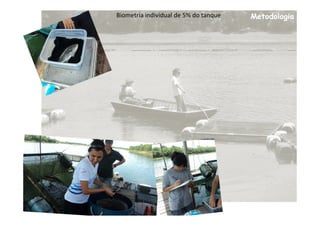 Biometria individual de 5% do tanque   Metodologia
 