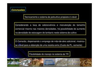 Conclusões

           Tecnicamente o sistema de policultivo proposto é viável


  Considerando a taxa de sobrevivência e manutenção do tamanho
  comercial mesmo nas maiores densidades, há possibilidade de aumento
  na densidade de estocagem de lambaris neste sistema de cultivo



  O Camarão, dispensando o emprego de mão-de-obra adicional, mostrou-
  se viável para a obtenção de uma receita extra (Custo da PL, somente)



                Flexibilidade do manejo no sistema de TR
 