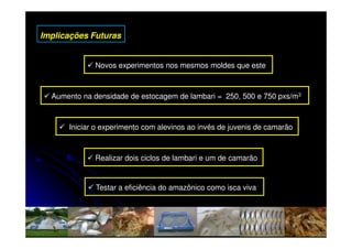 Implicações Futuras


             Novos experimentos nos mesmos moldes que este



  Aumento na densidade de estocagem de lambari = 250, 500 e 750 pxs/m3



      Iniciar o experimento com alevinos ao invés de juvenis de camarão



             Realizar dois ciclos de lambari e um de camarão


              Testar a eficiência do amazônico como isca viva
 