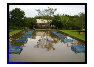 Pólo da APTA Centro Leste – Sede Ribeirão Preto
           UPD – Cachoeira de Emas
 