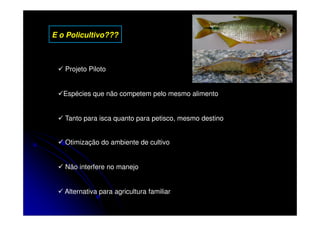 E o Policultivo???



   Projeto Piloto


   Espécies que não competem pelo mesmo alimento


   Tanto para isca quanto para petisco, mesmo destino


   Otimização do ambiente de cultivo


   Não interfere no manejo


   Alternativa para agricultura familiar
 