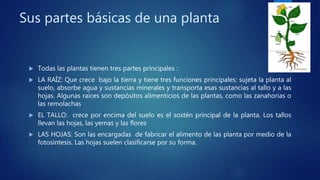Sus partes básicas de una planta
 Todas las plantas tienen tres partes principales :
 LA RAÍZ: Que crece bajo la tierra y tiene tres funciones principales: sujeta la planta al
suelo, absorbe agua y sustancias minerales y transporta esas sustancias al tallo y a las
hojas. Algunas raíces son depósitos alimenticios de las plantas, como las zanahorias o
las remolachas
 EL TALLO: crece por encima del suelo es el sostén principal de la planta. Los tallos
llevan las hojas, las yemas y las flores
 LAS HOJAS: Son las encargadas de fabricar el alimento de las planta por medio de la
fotosíntesis. Las hojas suelen clasificarse por su forma.
 