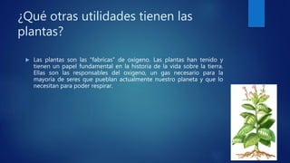 ¿Qué otras utilidades tienen las
plantas?
 Las plantas son las “fabricas” de oxigeno. Las plantas han tenido y
tienen un papel fundamental en la historia de la vida sobre la tierra.
Ellas son las responsables del oxigeno, un gas necesario para la
mayoría de seres que pueblan actualmente nuestro planeta y que lo
necesitan para poder respirar.
 
