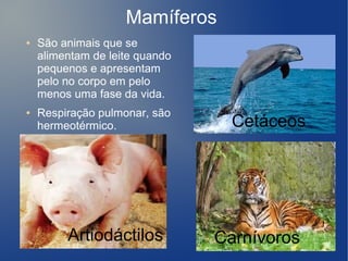 Mamíferos
●   São animais que se
    alimentam de leite quando
    pequenos e apresentam
    pelo no corpo em pelo
    menos uma fase da vida.
●   Respiração pulmonar, são
    hermeotérmico.                Cetáceos




         Artiodáctilos          Carnívoros
 